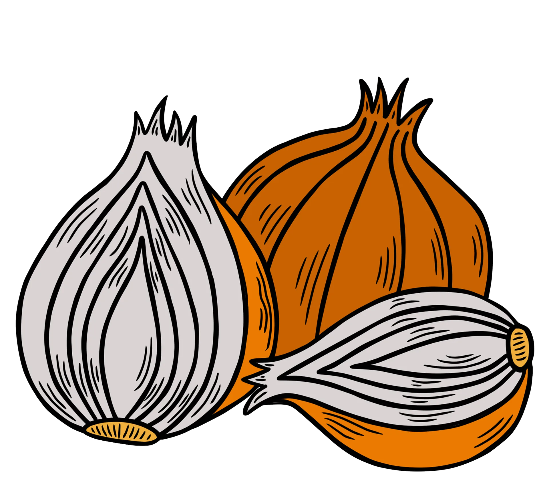 Illustration of whole and sliced onions